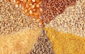 کشف انبار نهاده دامی به ارزش ۸۵۰ میلیارد ریال در عجب‌شیر