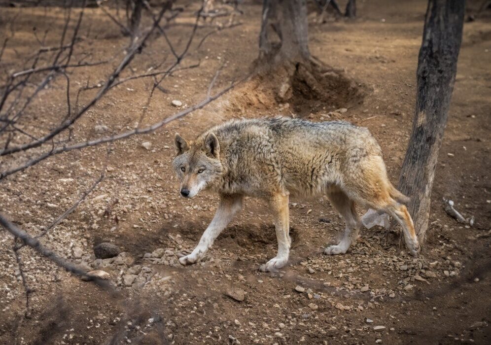 حمله گرگ گرسنه به روستای لمه درق کلیبر