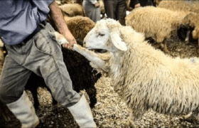 دستگیری سارقان احشام در مرند با کشف ۱۲۱ رأس دام