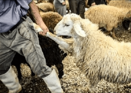 دستگیری سارقان احشام در مرند با کشف ۱۲۱ رأس دام