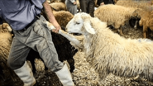 دستگیری سارقان احشام در مرند با کشف ۱۲۱ رأس دام