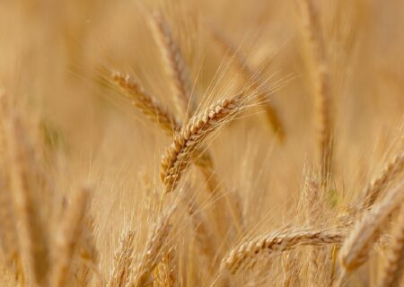 پایداری تولید در ۴۱۰ هزار هکتار از اراضی کشاورزی استان