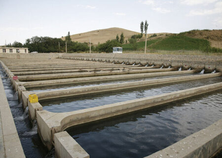 افزایش تولید ماهی قزل آلا در آذربایجان شرقی