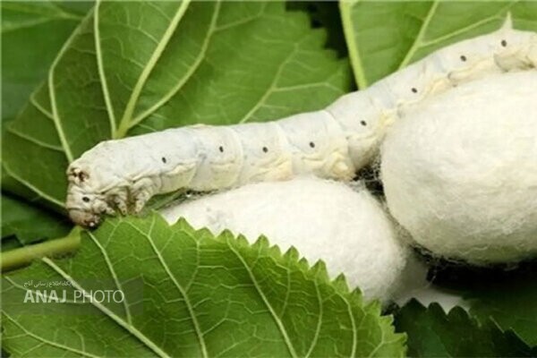 توزیع ۱۳۵ جعبه تخم نوغان حمایتی در آذربایجان‌شرقی