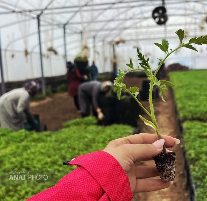 اراده بانوی تولیدکننده زنجانی در مقابل غرش بمب‌ها